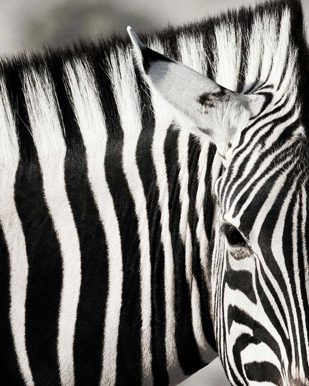 Zebra - Nadir Hastalık